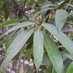 Bouea macrophylla Leaf