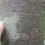 Licaria chrysophylla 樹皮
