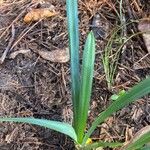 Carex pendula List