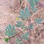 Vachellia tortilis Hoja