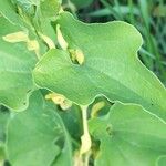 Aristolochia clematitis Leaf