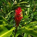 Alpinia purpurata Flower