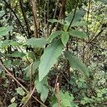 Hoffmannanthus abbotianus Folha