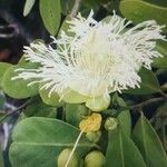 Cynophalla flexuosa Çiçek