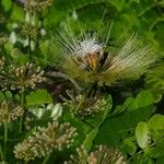 Hydrochorea corymbosa Flower