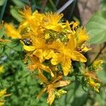 Hypericum maculatumКвітка