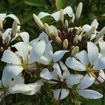 Cleome houtteana Flower