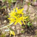 Sisymbrella aspera Blomma