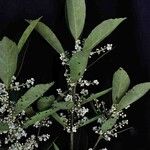 Ilex affinis Leaf