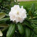Rhododendron brachycarpum Flower