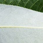 Salix laevigata Leaf