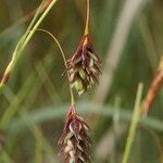 Carex magellanica Ffrwyth