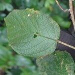 Cordia africana Leaf