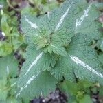 Lamium bifidum Frunză