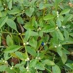 Alternanthera ficoidea Folha