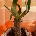 Pachypodium lamereiLeaf