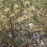 Carlina vulgaris 形態