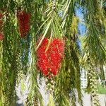 Callistemon viminalis Цветок