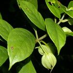 Drymonia rubra Fruto