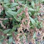 Amaranthus deflexus Floare