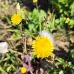 Sonchus oleraceusКвітка