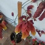 Justicia brandegeeana Flor