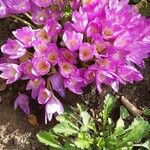 Colchicum cupanii 花