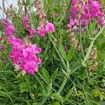 Lathyrus odoratus花