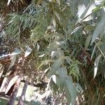 Eucalyptus cinerea Levél