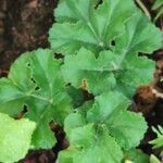 Pelargonium pulchellum Leaf