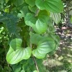 Dioscorea oppositifolia برگ