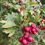 Crataegus monogynaFruit