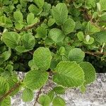 Rubus ellipticus Leaf
