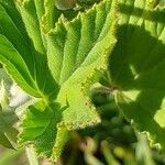 Pelargonium cucullatum Blad