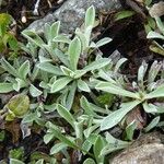 Antennaria dioica Fuelha