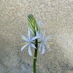 Camassia cusickii Flower