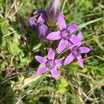 Gentianella germanica Flor