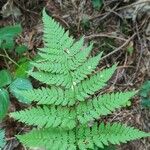 Dryopteris carthusiana برگ