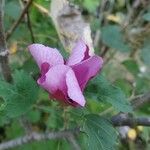 Hibiscus mutabilis Blodyn