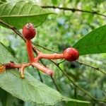 Sorocea trophoides Fruit