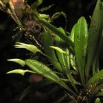 Masdevallia minuta Flower