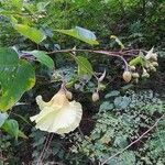 Azanza lampas Flower