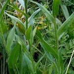 Centaurea uniflora Leaf