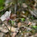 Linum tenuifolium 花
