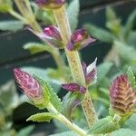 Salvia nemorosaফল