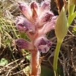 Orobanche pubescens Други