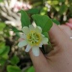 Passiflora biflora Fleur