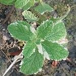 Mentha × rotundifolia Leht