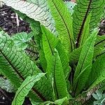 Rumex sanguineus Hoja