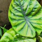 Alocasia clypeolata Hoja